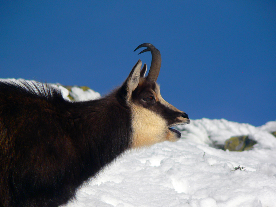 klasika-cez-chopok-a-dumbier-prve-dotyky-zimy